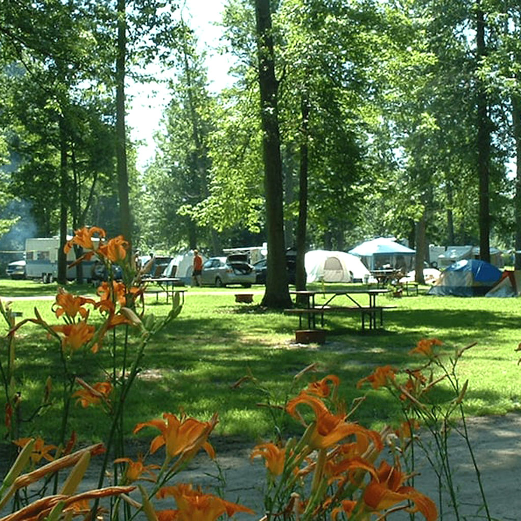 tiger lilys in the foreground, and camping tent amongst trees in the background.
