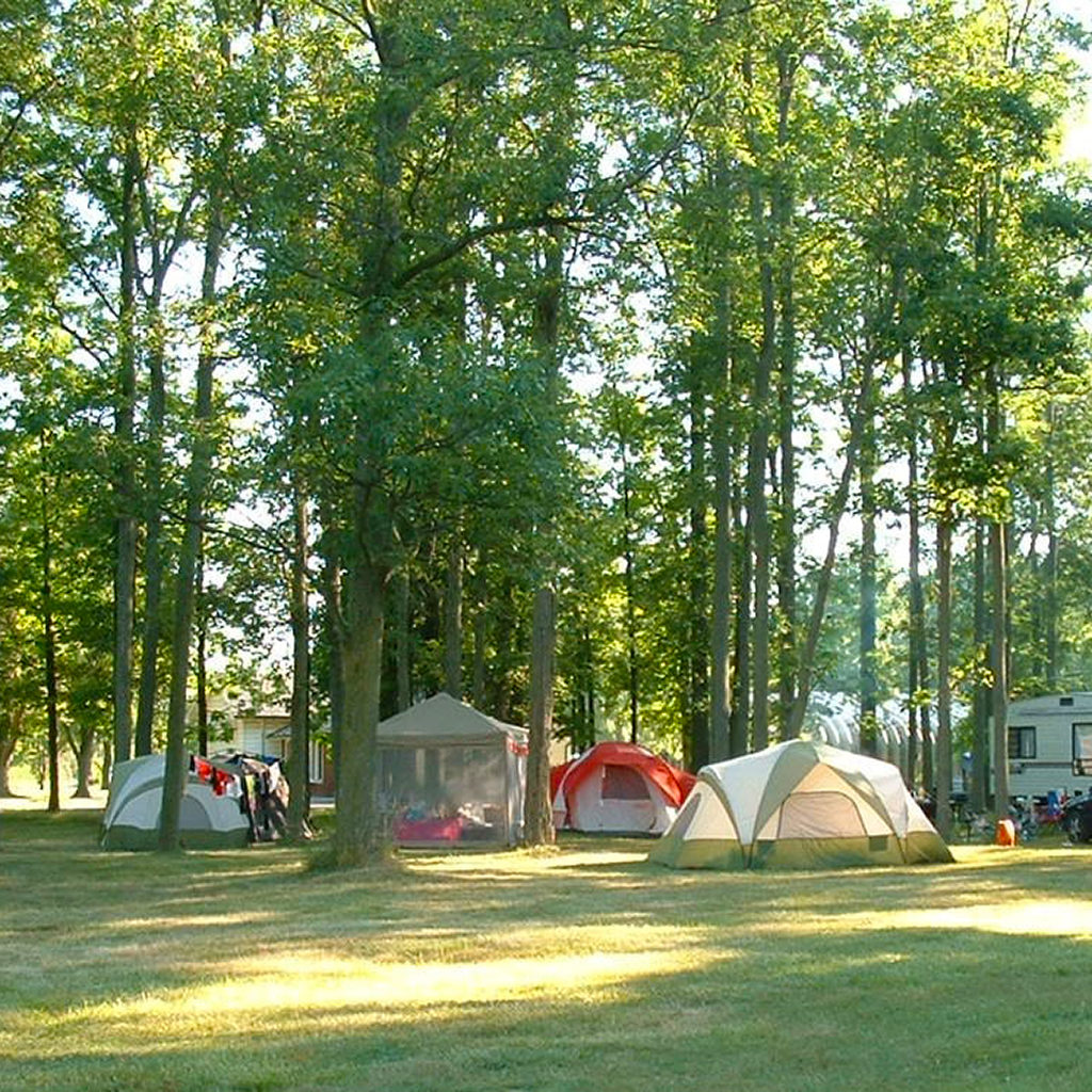 tents under tall trees