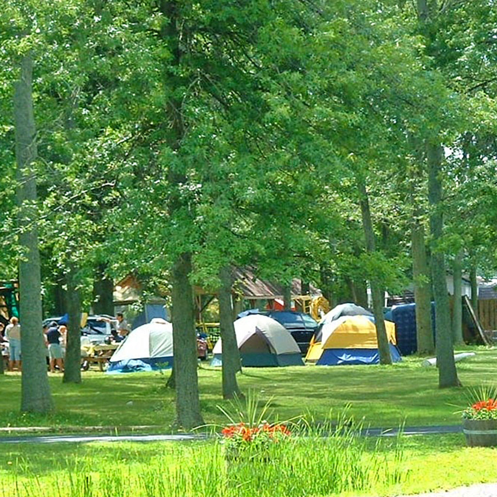 Tents camping among tall trees and grass.